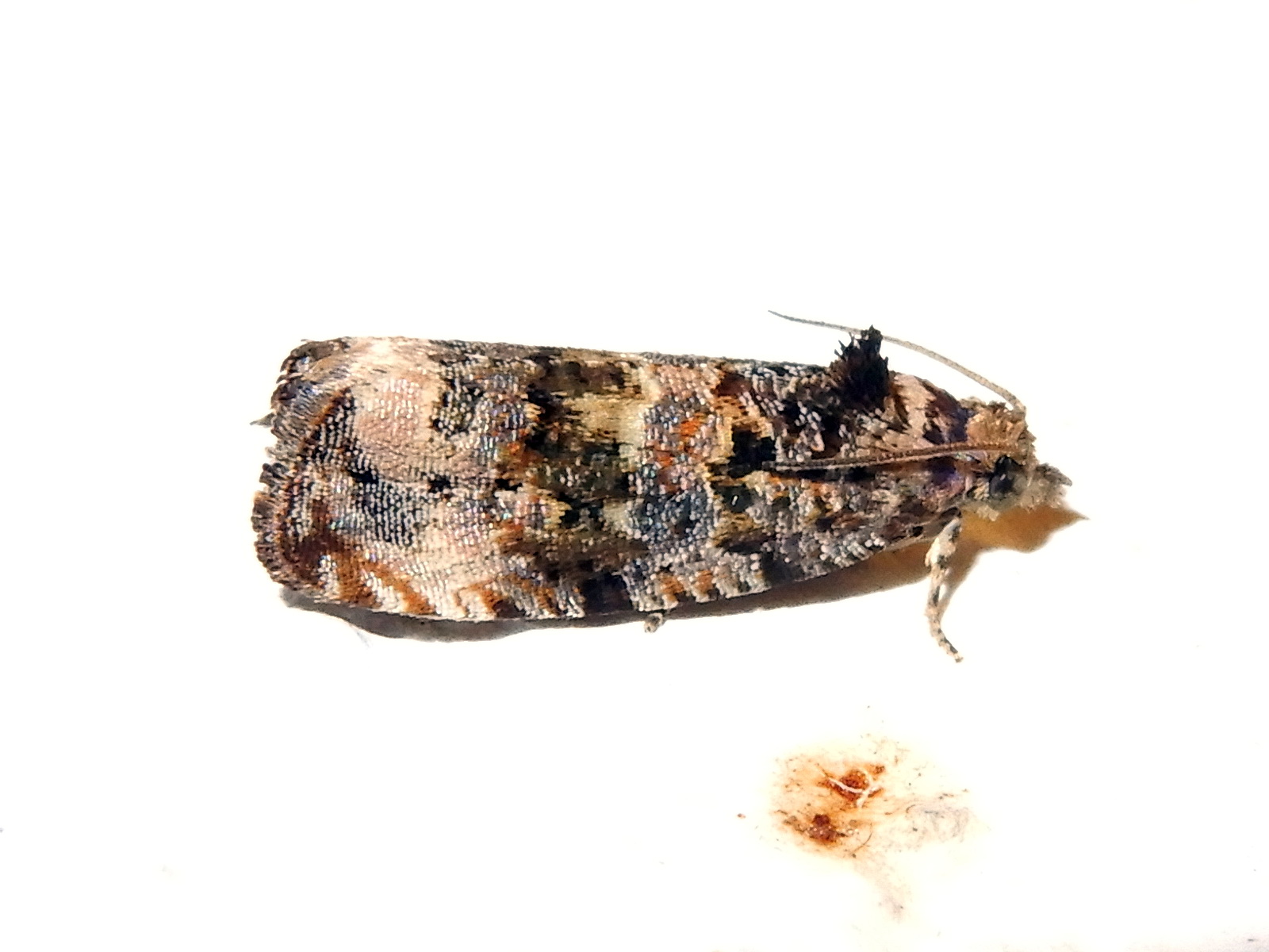 Endothenia gentianaeana (Torticidae)